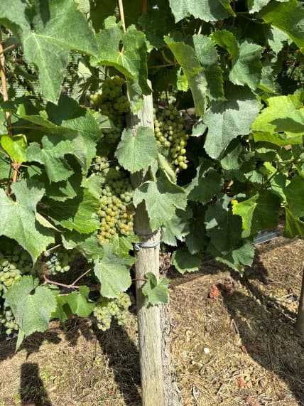 Les pieds de vigne de Petit Manseng