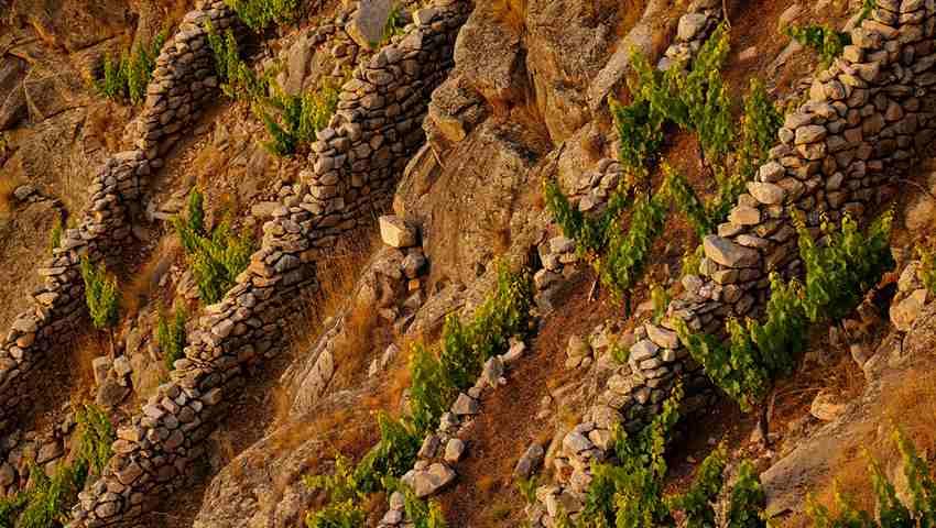 vignes-rhone-nord